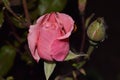 Beautiful pink rose in the park with ladybug