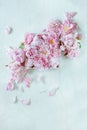 Beautiful pink, rose peonies decorated on white wood table Royalty Free Stock Photo