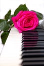 Beautiful pink rose on the piano keyboard. Royalty Free Stock Photo