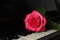 Beautiful pink rose on piano keys, closeup Royalty Free Stock Photo