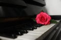 Beautiful pink rose on piano keys. Romantic music Royalty Free Stock Photo