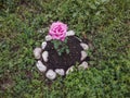 Pink rose flower blooming in the garden. Pink rose flower with water drops on it.