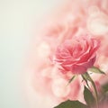 Beautiful Pink Rose. Retro style toned. Royalty Free Stock Photo