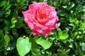 Beautiful pink rose Rosa flower blooming in the summer garden. Royalty Free Stock Photo