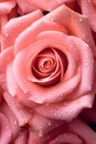 Beautiful pink rose roses glistering with dew water droplet. flat lay top view. seamless. Macro close up Royalty Free Stock Photo