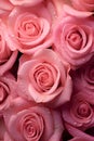 Beautiful pink rose roses glistering with dew water droplet. flat lay top view. seamless. Macro close up Royalty Free Stock Photo