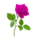 Beautiful pink rose Royalty Free Stock Photo