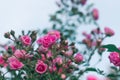 A beautiful pink rose with small numerous buds on a branch in the blue sky. Pink Floral background