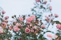 A beautiful pink rose with small numerous buds on a branch in the blue sky. Pink Floral background