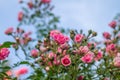 A beautiful pink rose with small numerous buds on a branch in the blue sky. Pink Floral background