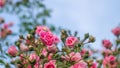 A beautiful pink rose with small numerous buds on a branch in the blue sky. Pink Floral background