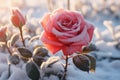 beautiful pink rose in the snow on frosty day Royalty Free Stock Photo