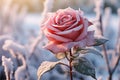 beautiful pink rose in the snow on frosty day Royalty Free Stock Photo