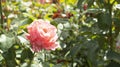 Beautiful pink rose, summer blooming flower in the garden, english pink rose shrub