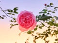 beautiful pink rose in sunset light.