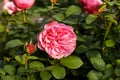 Beautiful pink rose surrounded by greenery. Blooming flower on blurred green bokeh background.Close-up of the floret