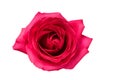 Beautiful pink rose with tender petals isolated on white background, close up Royalty Free Stock Photo