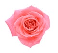 Beautiful pink rose with tender petals on white background, top view Royalty Free Stock Photo