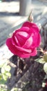 The Beautiful pink Rose of village`s garden of Assam state.