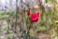 Beautiful pink rose with water droplets after rain in garden Royalty Free Stock Photo