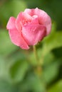 beautiful pink rose with water droplets after rain grows in the garden Royalty Free Stock Photo