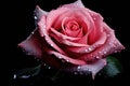 Beautiful pink rose with water drops on black background, closeup, A pink rose with drops of water on its petals and a dark Royalty Free Stock Photo