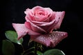 Beautiful pink rose with water drops on black background, closeup, a pink rose with drops of water on it\'s petals and a dark Royalty Free Stock Photo