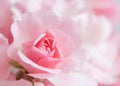 Beautiful pink rose with water drops. Can be used as background. Soft focus. Romantic style Royalty Free Stock Photo