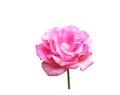 Beautiful pink rose with water drops Royalty Free Stock Photo