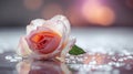 Beautiful pink rose with water drops on a glass surface with bokeh background Royalty Free Stock Photo