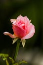 A beautiful pink rose with water drops with green background