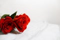 Beautiful pink rose with water drops macro Royalty Free Stock Photo