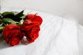 Beautiful pink rose with water drops macro Royalty Free Stock Photo