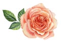 Beautiful pink rose. Watercolor illustration, flower Isolated on white. Royalty Free Stock Photo