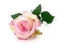 Beautiful pink rose on white