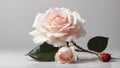 Beautiful Pink Rose with Whitebackground Royalty Free Stock Photo