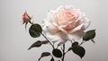 Beautiful Pink Rose with whitebackground