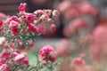 Pink rosebush in springtime