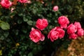 Beautiful pink rosebush in the garden on a sunny day. Blooming garden roses and buds