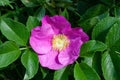Beautiful pink rosehip flower. Outdoors