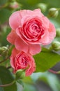 Beautiful pink roses