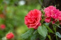 Beautiful pink roses against background of blurred garden greenery. Lyric motif for design