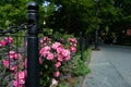 Beautiful Pink Roses along a Path at Washington Square Park in New York City during Spring Royalty Free Stock Photo