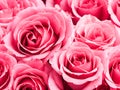 Beautiful pink roses background. Royalty Free Stock Photo