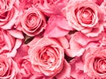 Beautiful pink roses background. Close up of pink rose flowers Royalty Free Stock Photo