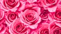 Beautiful pink roses background. Close up of pink rose flowers Royalty Free Stock Photo