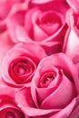 Beautiful pink roses background closeup Royalty Free Stock Photo