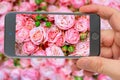 Beautiful  pink roses background. Smartphone in hand. Royalty Free Stock Photo