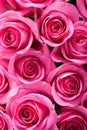 Beautiful pink roses background Royalty Free Stock Photo