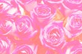 Beautiful pink roses background. Royalty Free Stock Photo